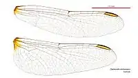 Female wings