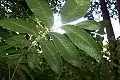 Broad leaves of Diploglottis australis, growing over the fronds of the Bangalow palm