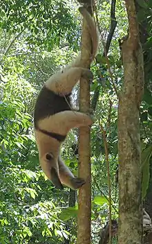 Brown and black anteater