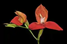 Disa uniflora has been named by Peter Jonas Bergius in 1767