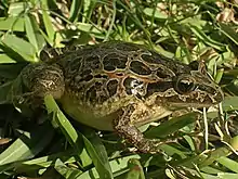 Iberian or Portuguese painted frog (Discoglossus galganoi)