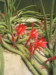 Aporocactus martianus