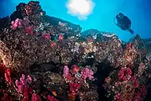 SCUBA diver looking at the reefs on Ilha do Fogo