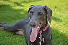 Blue Dobermann