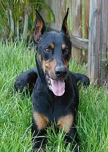 Long ear crop on a Doberman