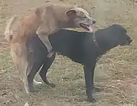 Dogs mating