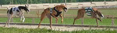 Greyhounds race down the front stretch