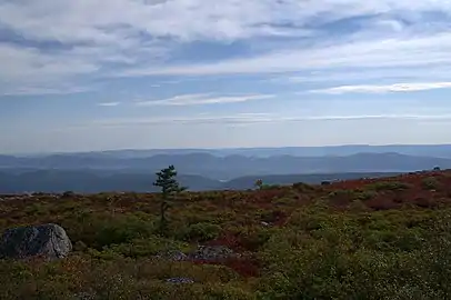 View looking east from the Allegheny Front near Bear Rocks