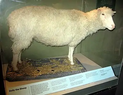 Image 73Dolly the sheep is the first mammal to be cloned from an adult somatic cell. (from 1990s)