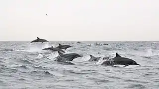 Watching spinner dolphins in the Gulf of Oman