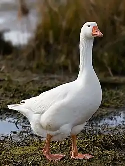 Image 3Embden GoosePhoto credit: Noodle snacksThe Embden Goose is a breed of domestic goose, named for the town of Emden in Lower Saxony, Germany, from where it was once thought they originated. Embdens are pure white with a light orange, short, bill, and orange feet and legs. They are fast-growing birds and females will reach about 9 kg (20 lb), with males growing up to 14 kg (31 lb).More selected pictures