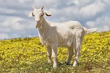 Image 3Goat kidPhoto credit: Fir0002A 2-month old domestic goat (Capra aegagrus hircus) kid in a field of capeweed. Goats are one of the oldest domesticated species. For thousands of years, goats have been used for their milk, meat, hair, and skins over much of the world. Female goats are referred to as does or nannies, intact males as bucks or billies; their offspring are kids.More selected pictures