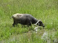 Water buffalo near a pond