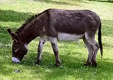 Gray donkey