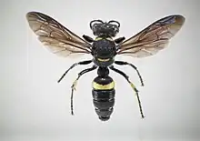 Cerceris fumipennis