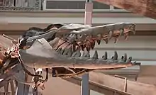 Image 18Archaeocetes (like this Basilosaurus) had a heterodont dentition (from Evolution of cetaceans)