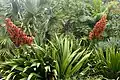 foliage and flowers