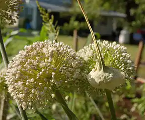 Two blooming flower heads