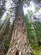 Introduced coast Douglas-fir in Trondheim.