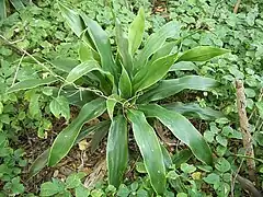 Dracaena aletriformis (near-endemic) and Isoglossa woodii (endemic)