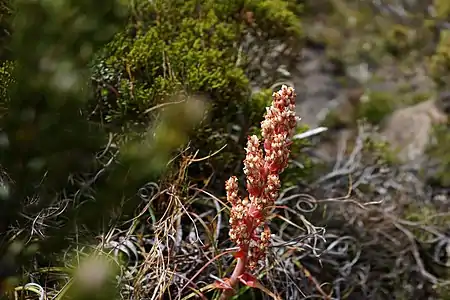 Flower spike past flowering in Mt Field National Park