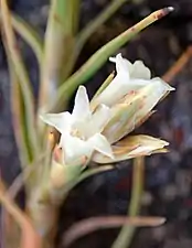 A close-up of the flowers