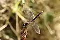 E. basalis, female dragonlet, Jamaica