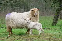 Drenthe Heath Sheep