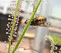 Horse fly (Tabanus) trapped by Drosera filiformis