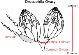 Drawing of a fruit-fly ovary