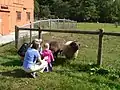 Visitors and sheep