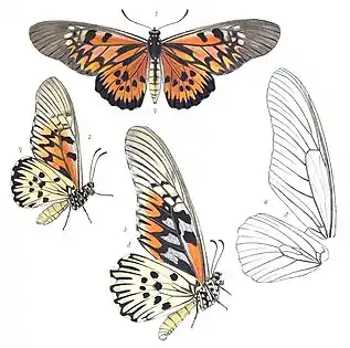 dorsal view of female imagolateral view of female imagolateral view of male imagowing venation of male Illustrated by Rippon (1894)