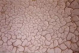 Drying elastic mud in Sicily with mainly 120° cracks