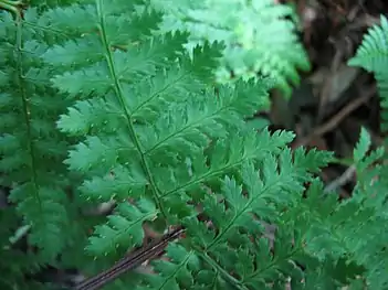 Characteristic toothed pinnules