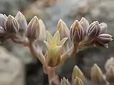 Detail of the flowers and inflorescence in bloom