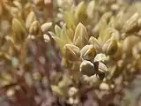 Detail of the flowers and inflorescence in bloom