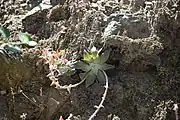 Plant with inflorescences