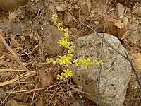 Flowers and buds