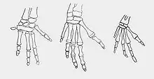 Diagram of the bones in a dugong forelimb at different stages of life