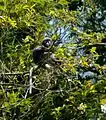 Dusky langur