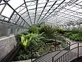 Ferns in the Winter Gardens