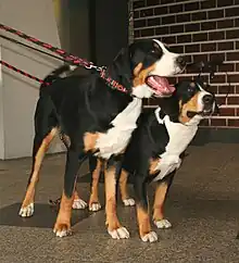 Greater Swiss Mountain Dog standing next to Entlebucher Mountain Dog.