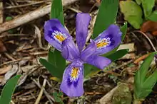 Dwarf Lake Iris