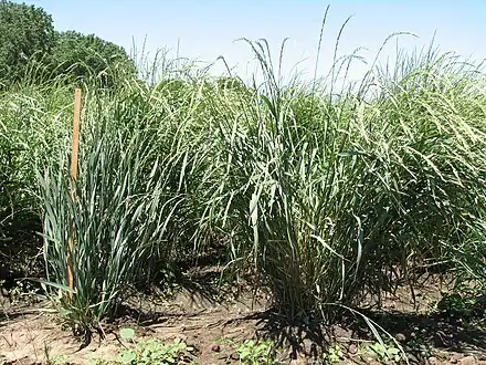 Dwarf plant (left) compared to a standard plant (right)