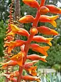 Dyckia platyphylla [inflorescence]