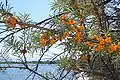 Sea buckthorn shrubs on the lake shore east of Kosh Köl