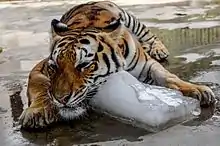 Bengal tiger beat off with an ice lump.