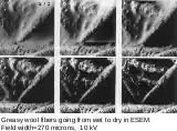 Greasy wool fibers going from wet to dry in ESEM, at room temperature. Field width 270 µm, BSE, 10 kV.