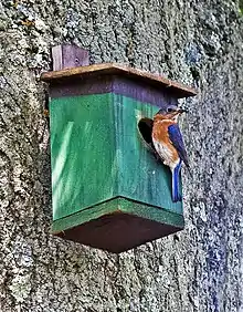 Eastern bluebird (Sialia sialis) at nesting box