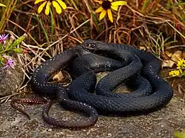 Eastern coachwhip (Masticophis flagellum flagellum), Jefferson County, Missouri (9 September 2018)